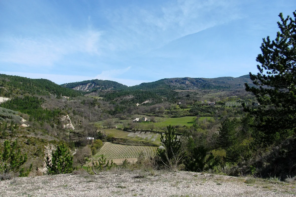 Champ de lavande violet entouré d'arbres, avec des montagnes boisées à l'horizon, près d'Arpavon