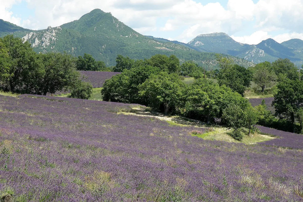 Champs de lavande en rangs près du Poët-Sigillat, sous un ciel clair